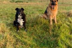 2025-03-Dogs-10