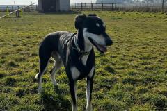 2025-03-Dogs-14