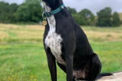 2025-03-Dogs-15