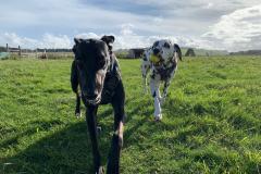 2025-03-Dogs-17