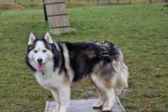 2025-03-Dogs-18