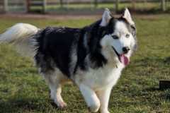 2025-03-Dogs-19