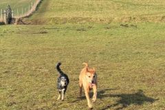 2025-03-Dogs-2