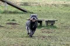 2025-03-Dogs-23