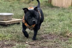 2025-03-Dogs-25