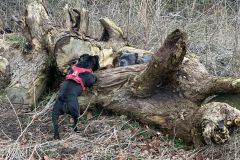 2025-03-Dogs-26