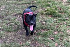 2025-03-Dogs-3