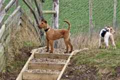 2025-03-Dogs-30