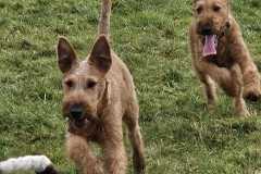 2025-03-Dogs-31