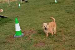2025-03-Dogs-32