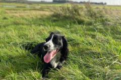 2025-03-Dogs-33