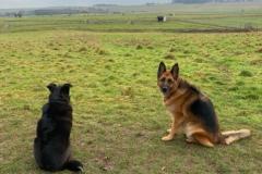2025-03-Dogs-34