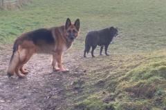 2025-03-Dogs-35