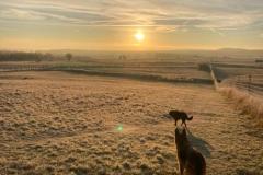 2025-03-Dogs-36