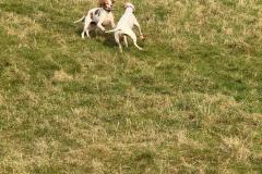 2025-03-Dogs-39