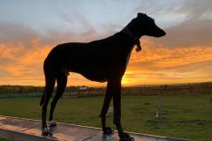 2025-03-Dogs-4