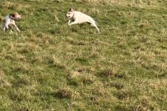 2025-03-Dogs-40