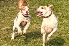 2025-03-Dogs-41