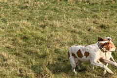2025-03-Dogs-42