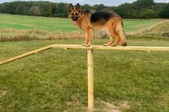 2025-03-Dogs-9