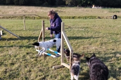 Dog-Agility-3