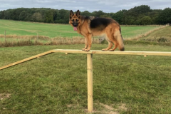 Dog-Agility-zoomed