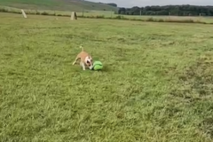 Harvey-with-Ball