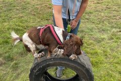 KL-Dog-Agility-2-rotated