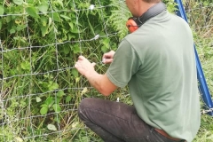 Ashdown-Paddock-Fencing-2