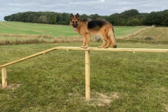 Ashdown-Paddock-Agility