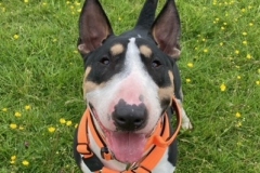 Ashdown-Paddock-dogs-1