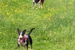 Ashdown-Paddock-dogs-3 Ashdown-Paddock-dogs-3