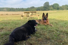 Ashdown-paddock-2