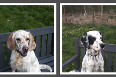 Dogs-on-Bench